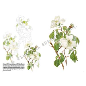42 – Rose – Manuale di disegno per artisti e appassionati