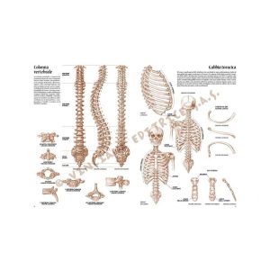04 – Anatomia per Artisti – Collana Leonardo - 1