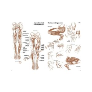 04 – Anatomia per Artisti – Collana Leonardo - 2