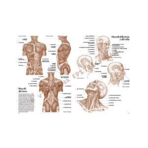 04 – Anatomia per Artisti – Collana Leonardo - 3