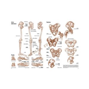 04 – Anatomia per Artisti – Collana Leonardo - 4