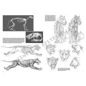 12 – Animali – Collana Leonardo - 2