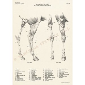 Il Cavallo – Manuali Tecnici Leonardo - 1