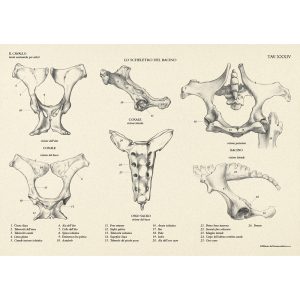 Il Cavallo – Manuali Tecnici Leonardo - 2