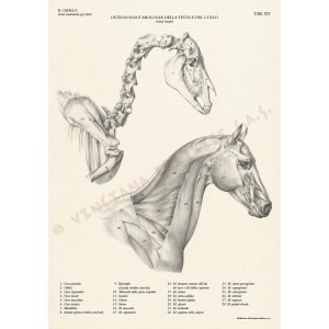 Il Cavallo – Manuali Tecnici Leonardo - 3