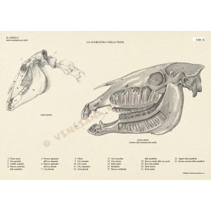 Il Cavallo – Manuali Tecnici Leonardo - 4