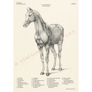 Il Cavallo – Manuali Tecnici Leonardo - 5
