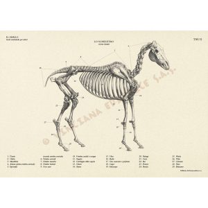 Il Cavallo – Manuali Tecnici Leonardo - 6
