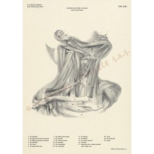 Il Cavallo – Manuali Tecnici Leonardo - 10