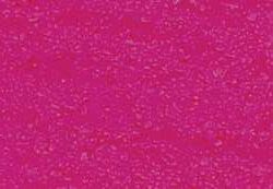 Variante colore Rosa neon 100 g - GP4